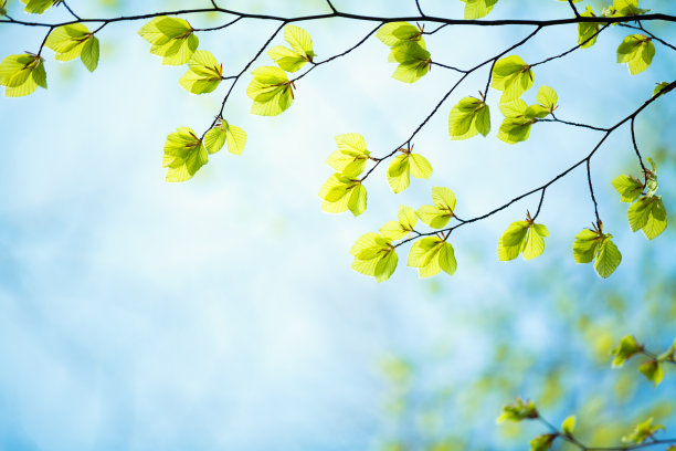 新鲜的绿叶素材图片