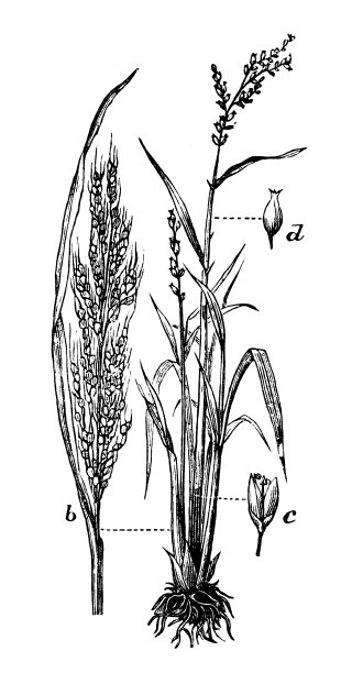 亚洲稻(Oryza sativa)仿古插图图片下载