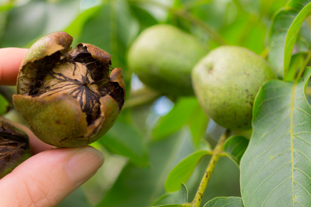 核桃在树素材图片