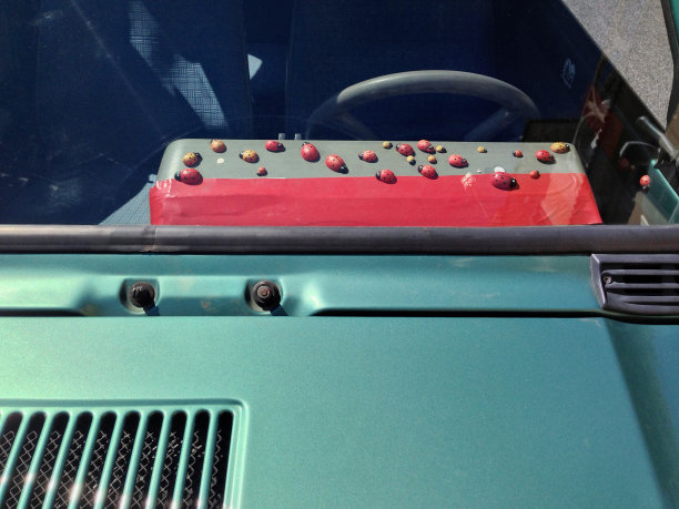 瓢虫，给司机带来好运的人图片下载