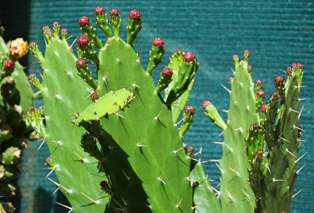 仙人掌图片下载