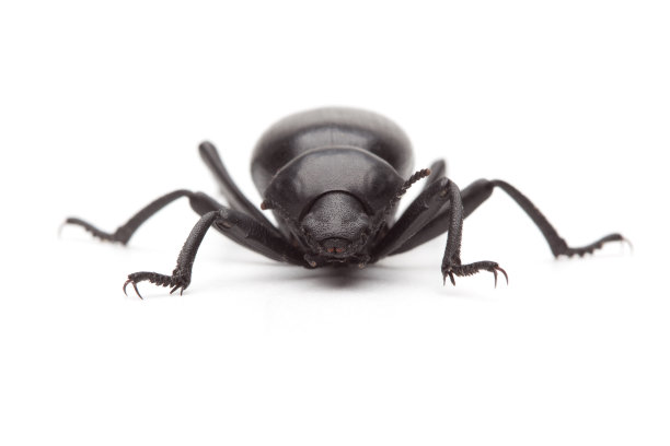 黑色甲虫特写镜头图片下载
