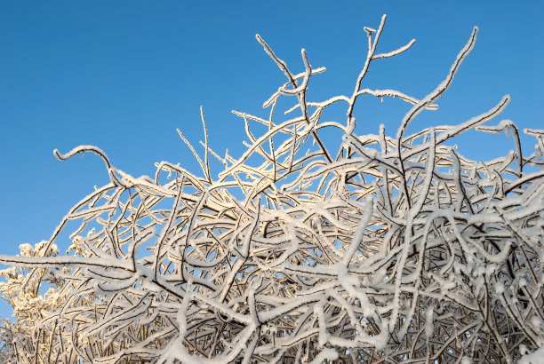 白桦树的枝干上有冬天的霜图片下载