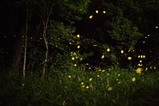 萤火虫在夜间照亮了森林图片下载