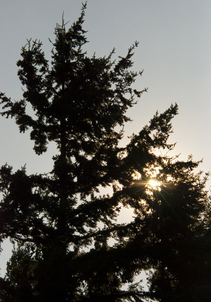 阳光下的蓝天下，针叶树的剪影图片下载