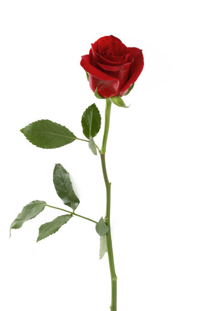 玫瑰花照片素材ID：153569980