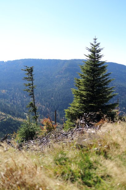 黑森林的自然和景观图片下载