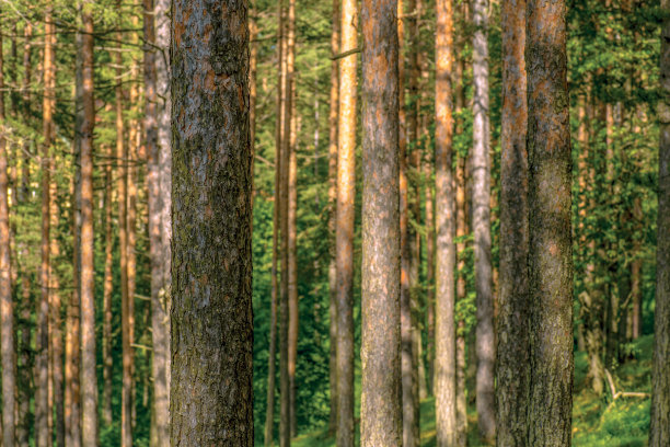金松林(樟子松)图片下载