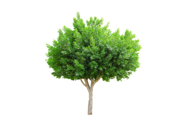 白色背景上的绿树图片下载