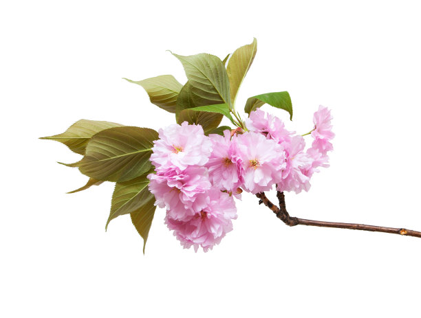 浪漫樱花图片素材ID：153638902