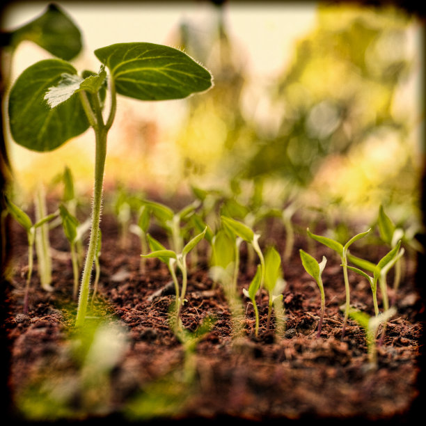 新鲜的绿色幼苗刚刚在土壤中发芽的复古褪色图像，慢慢地从土壤上升起，田野的深度很浅。图片下载