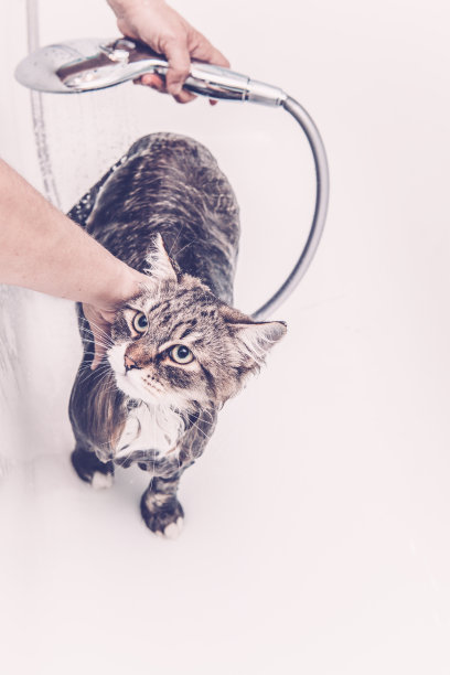 西伯利亚森林猫正在洗澡图片下载