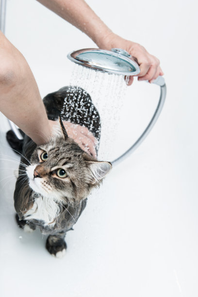 西伯利亚森林猫正在洗澡图片下载