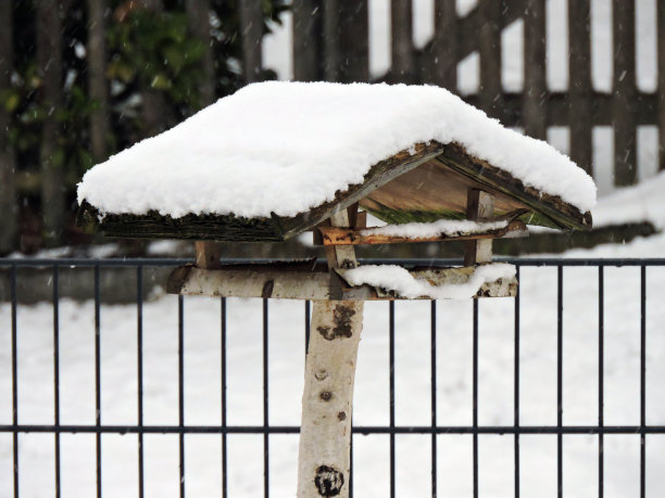 冬天的鸟图片下载