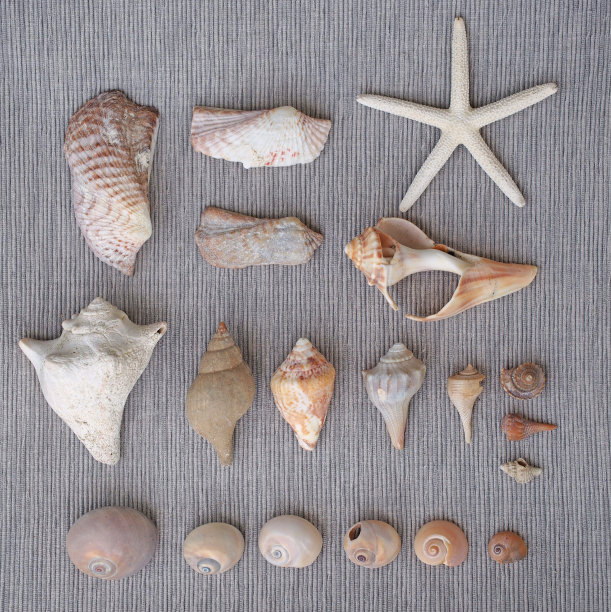 knol贝壳图片下载