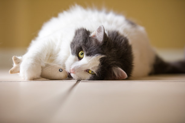 抱着玩具的猫图片下载