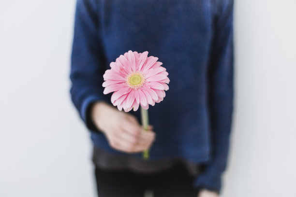 一个女孩提供一个粉红色的非洲菊图片下载