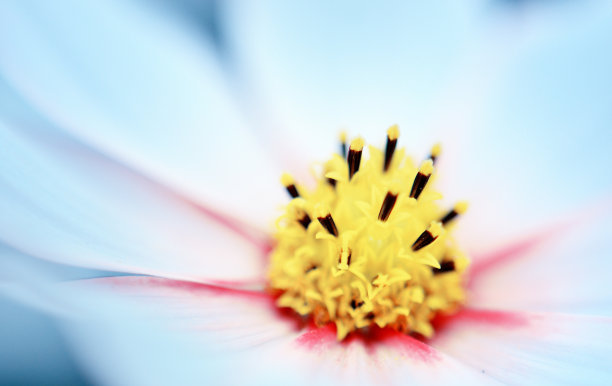 美丽的花的背景图片下载