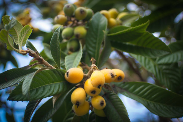 树上结着成熟的枇杷图片下载