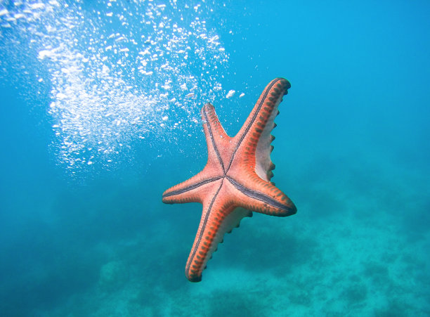 海星图片下载