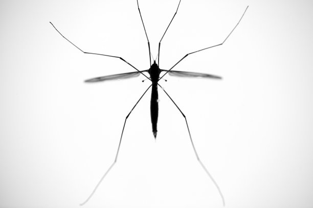 蜘蛛长腿图片下载