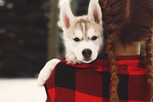 哈士奇小狗从女孩的肩膀上偷看素材图片
