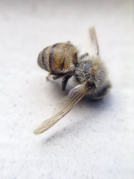 死蜜蜂身上长着真菌图片下载
