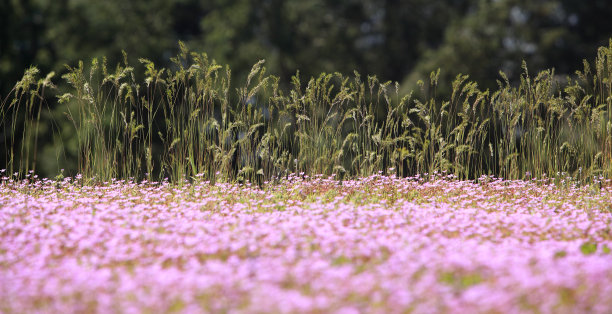 狐尾草和粉红色野花的自然背景图片下载