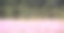 狐尾草和粉红色野花的自然背景图片下载