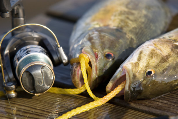 低音和卷图片下载