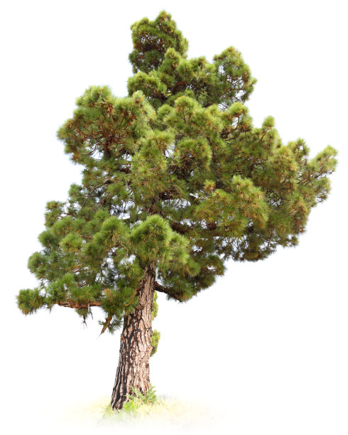 来自加那利群岛，拉帕尔马的树图片下载