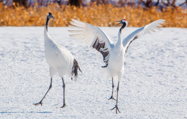 丹顶鹤照片素材ID：153690508