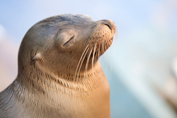 加拉帕戈斯群岛，海豹在早晨的阳光下休息素材图片