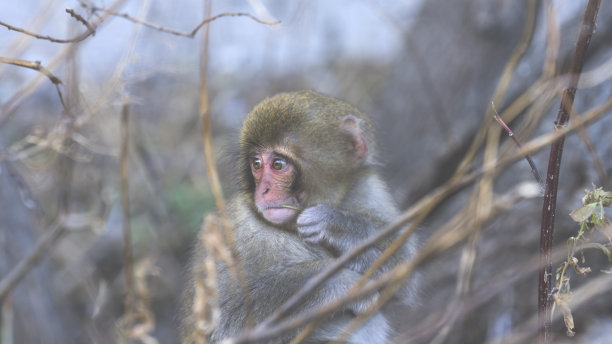 小日本猕猴正在喂食一根植物的茎图片下载