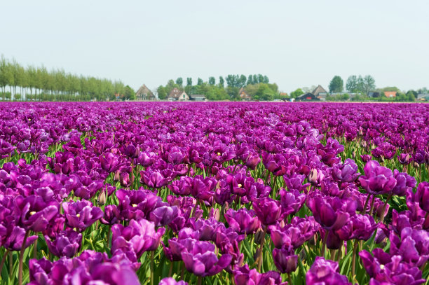 紫色郁金香图片下载