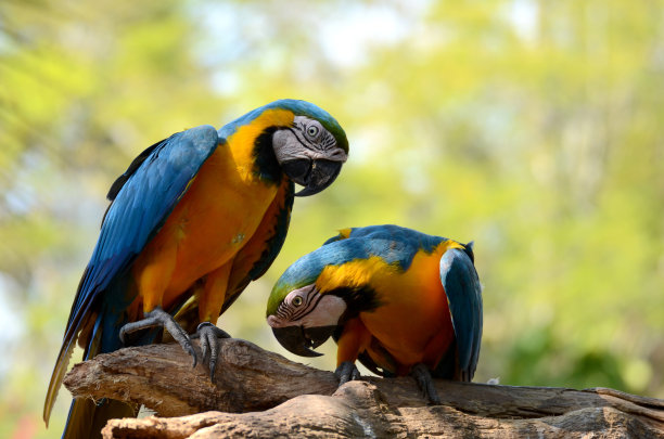 鹦鹉。图片下载
