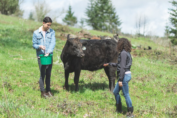 在一个温暖的夏日，一对年轻的混血夫妇正在牧场上喂牛图片下载