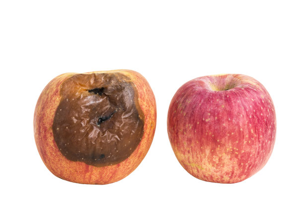 新鲜和腐烂的苹果孤立在白色的背景。图片下载