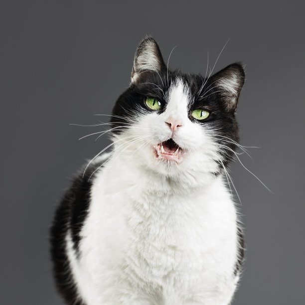 超重的黑白猫。素材图片