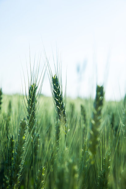 绿色的麦田素材图片