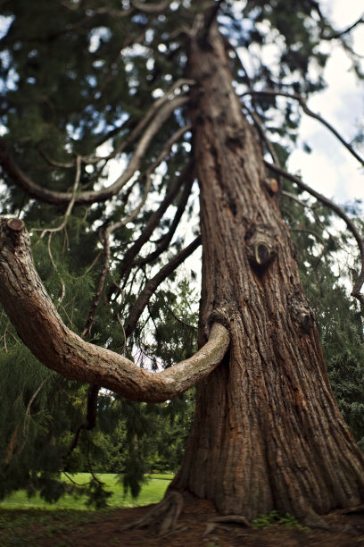 西雅图志愿者公园图片下载