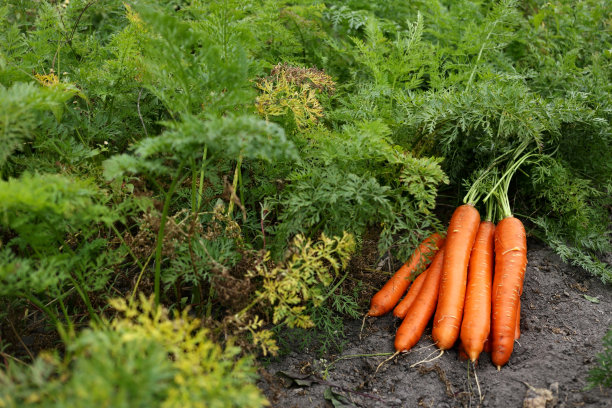 把新鲜的胡萝卜放在种植园里图片下载