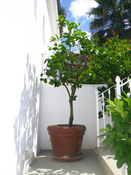 柠檬树图片下载