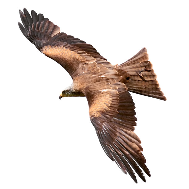 飞行的猎鹰孤立在白色的背景素材图片