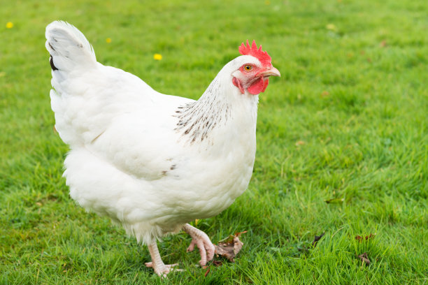 草地上的白色自由放养母鸡图片下载