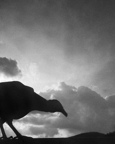 秃鹰轮廓图片下载