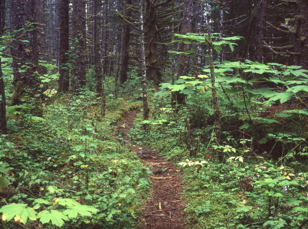 穿越郁郁葱葱的阿拉斯加雨林图片下载