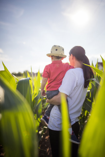 玉米农场的美丽景色素材图片