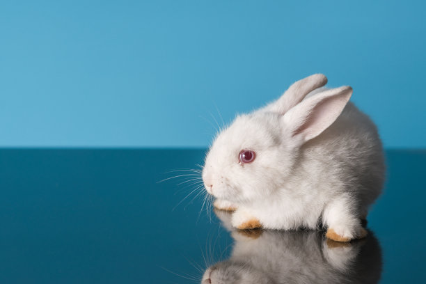 可爱的兔子图片素材ID：153775834