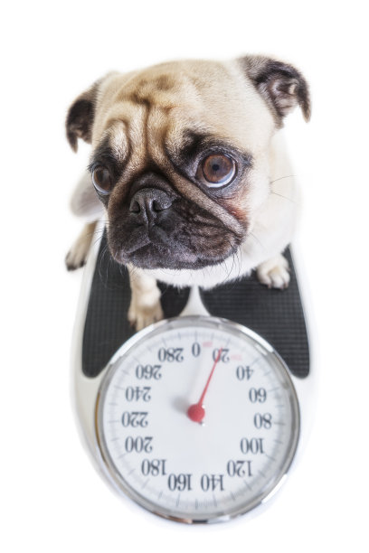 Puk Pukster，这只哈巴狗，登上秤后抬头看图片下载